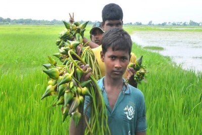 বিলে ফুটেছে অসংখ্য শাপলা-শালুক ও পদ্ম ফুল