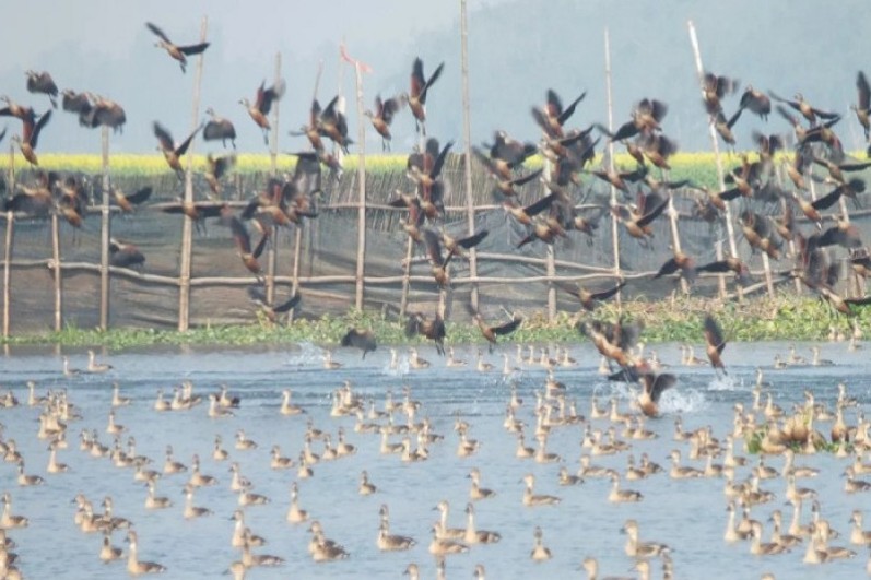 অতিথি পাখির আগমনে শোভা বেড়েছে বাফলা বিলের