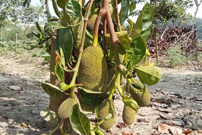 আঠাবিহীন কাঁঠাল সফলতা