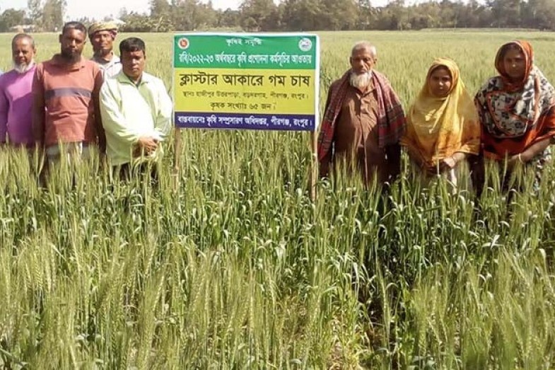 পীরগঞ্জে গম উৎপাদন লক্ষ্য মাত্রা ছাড়িয়ে গেছে