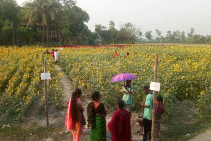 কালীগঞ্জে সূর্যমুখী ফুলের বাগানে উৎসুক জনতার ভিড়