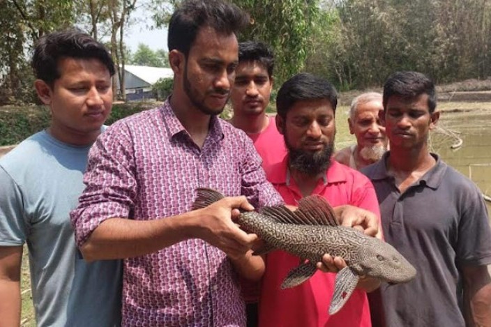 ভোলায় আবারও পুকুরে মিলল ‘ভয়ংকর’ সাকার ফিশ