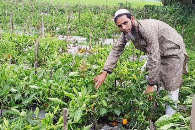 হবিগঞ্জের  বদু মিয়া নতুন জাতের ফসল উৎপাদনে ভরসা