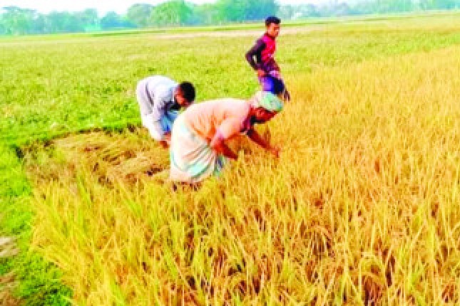 ১২৫ দিনে কৃষকের গোলায় উঠবে সুরভী ধান