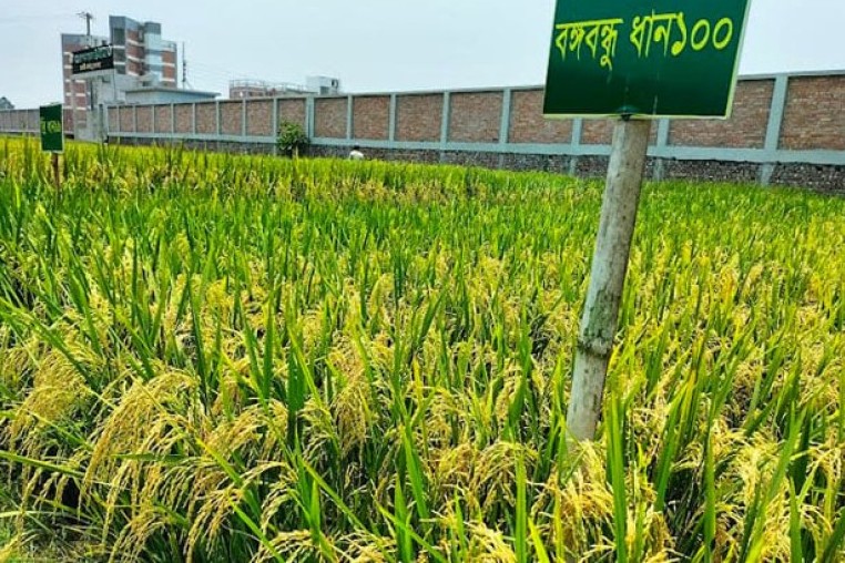 গোপালগঞ্জে বঙ্গবন্ধু-১০০ ধানের জমজমাট আবাদ