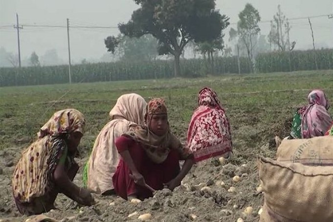 শেরপুরের আলুর বাম্পার ফলন