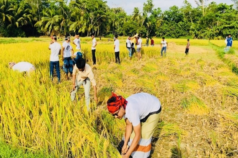 ছাত্রলীগ কর্মীরা কৃষকের ধান কেটে মাড়াই করছেন