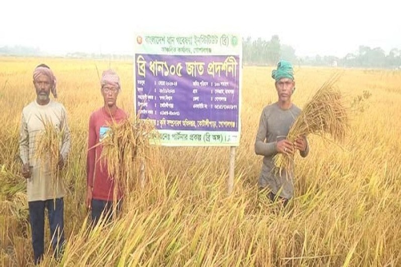 ব্রি ধান-১০৫ অর্থনীতিতে ইতিবাচক ভূমিকা রাখবে