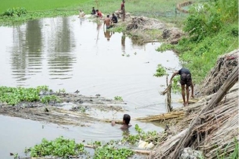 কুমিল্লায় পাটের বাম্পার ফলন