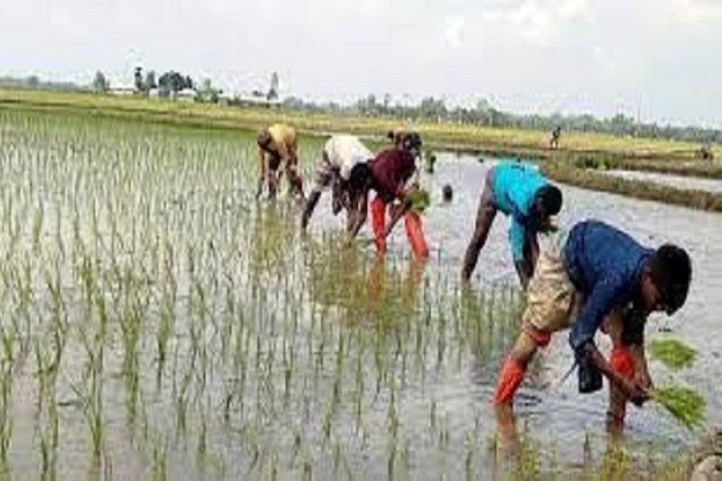 নওগাঁ জেলায় মাঠে মাঠে চলছে আমন রোপণের উৎসব