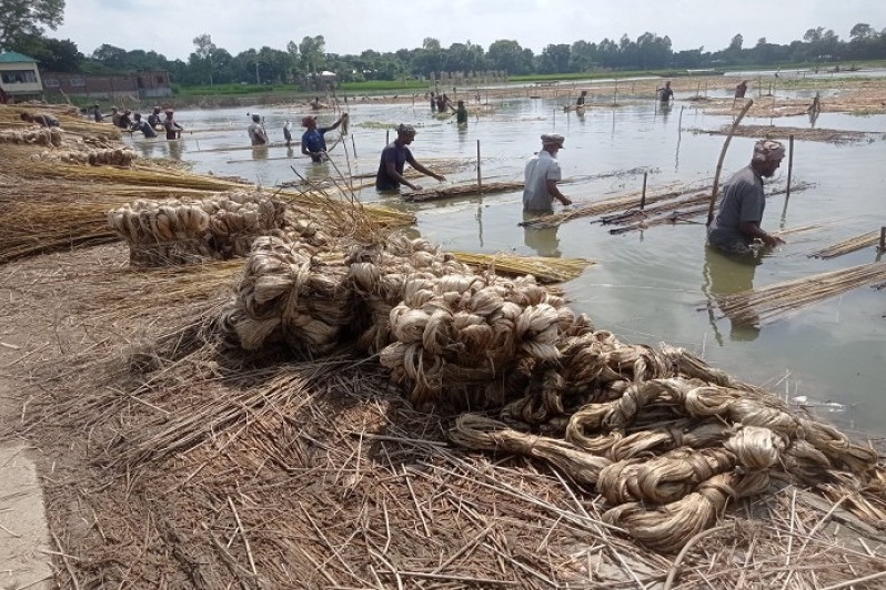 নাটোরে  পাট ধোয়া শুকানোর কজে ব্যাস্ত  সময় পার করছেন কৃষকরা