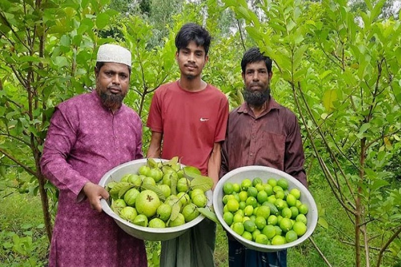 পেয়ারার সঙ্গে লেবু চাষে সফল কৃষক