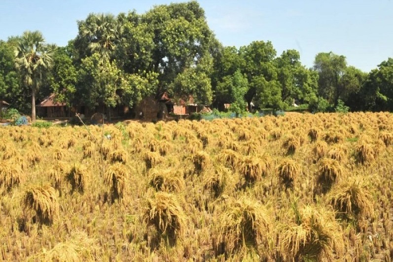 আষাঢ়-৬৫ চিকন ধান কাটাতে ব্যস্ত সময় পার করছেন  কৃষকরা