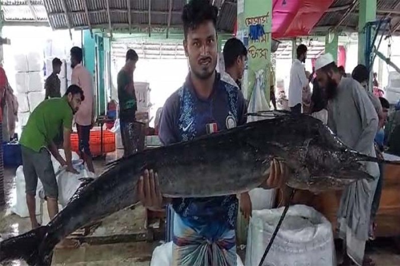 জেলের জালে ধরা পড়লো বিশালাকৃতির দুই জোড়া পাখি মাছ