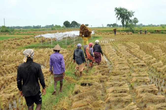 ভেজা ধান তুলতে ব্যস্ত কৃষকেরা