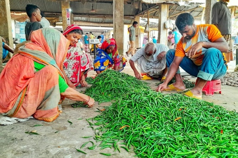 লালমনিরহাটে  কমতে শুরু করেছে কাঁচা মরিচের দাম