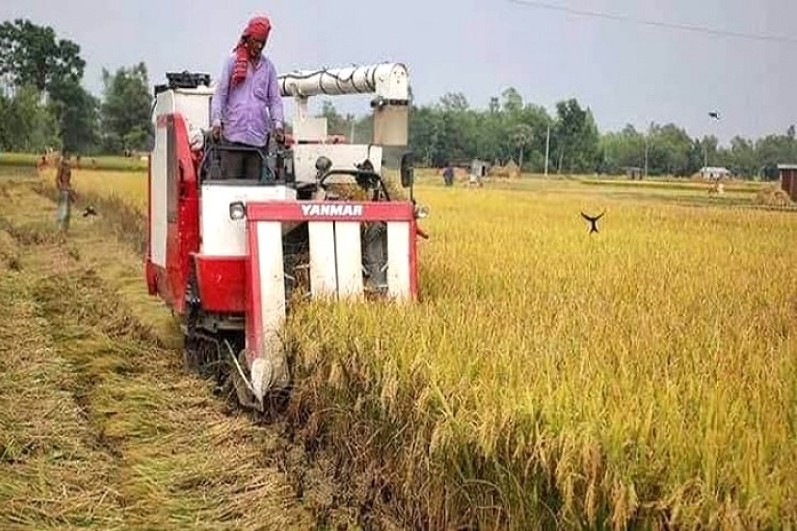 ১৩ উপজেলায় উৎসবমুখর পরিবেশ আগাম জাতের আমন ধান কাটা মাড়াই শুরু