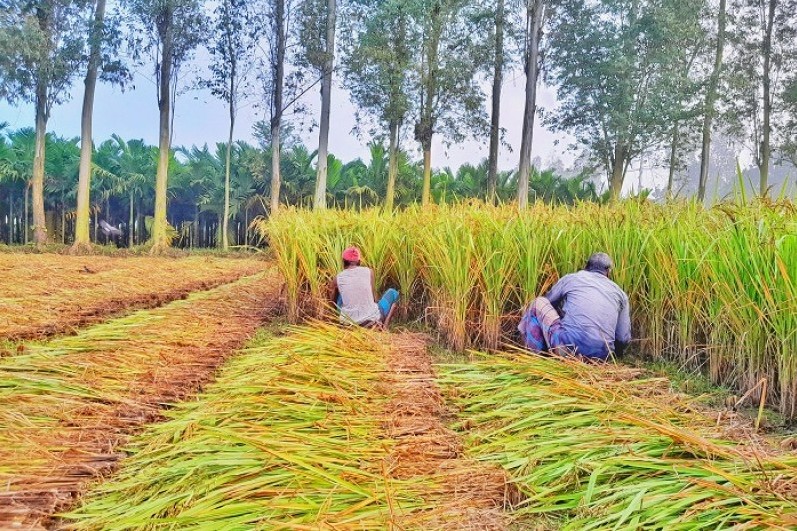 লালমনিরহাটে  আগাম জাতের আমন ধান কাটা শুরু