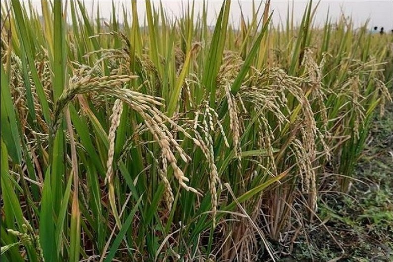 গোপালগঞ্জে বিনাধান-২২ বাণিজ্যিক চাষাবাদে কৃষকরা লাভবান