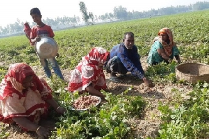 নওগাঁয় কৃষকরা আগাম জাতের আলু চাষ করে  লাভবান হচ্ছেন