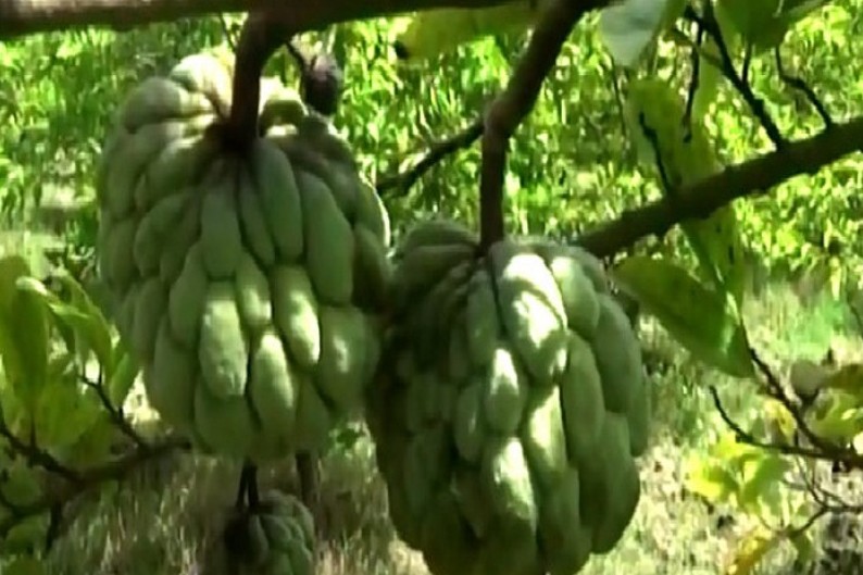 মেহেরপুরে শরিফা চাষে দারুণ সফলতা