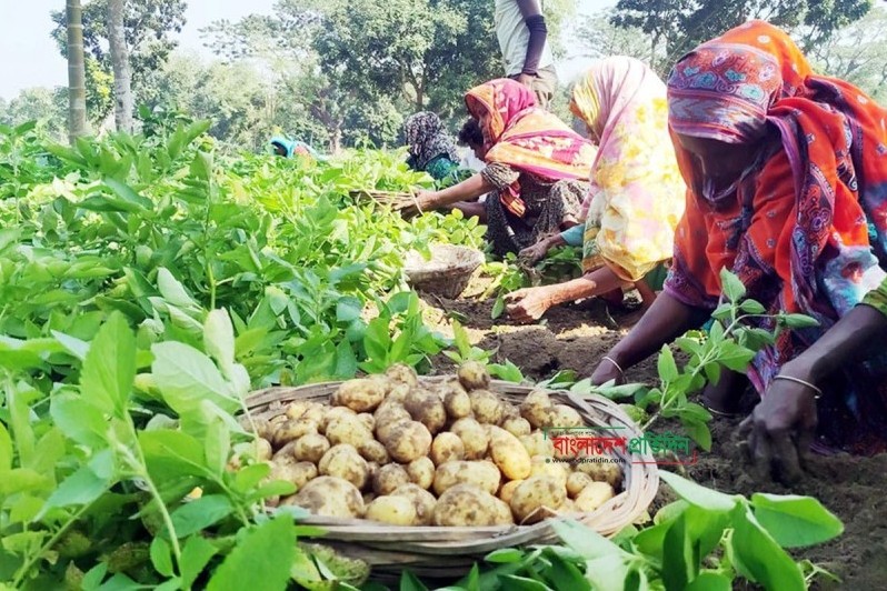 দিনাজপুরে আগাম জাতের আলুর বাম্পার ফলন