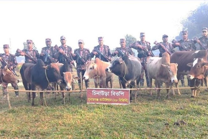 সুনামগঞ্জে ১৬টি গরুসহ ভারতীয় মালামাল জব্দ