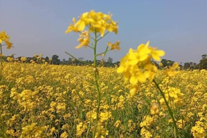 নেত্রকোনায় ১৩ হাজার ৫০ হেক্টর জমিতে সরিষা আবাদ