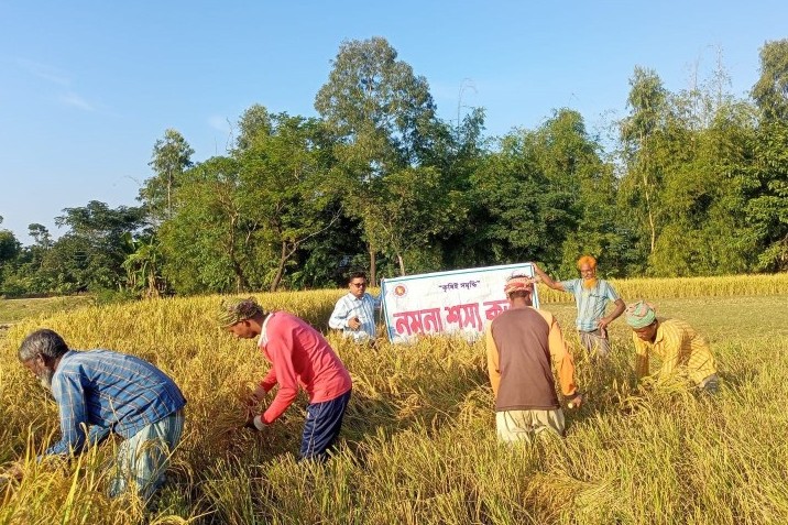 সুনামগঞ্জে আমন ধানের বাম্পার ফলনে বোরো চাষে আগ্রহ বেড়েছে কৃষকের