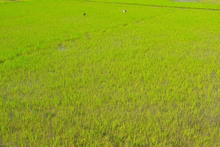 রংপুরে ঘন কুয়াশায় নষ্ট হচ্ছে বোরো বীজতলা