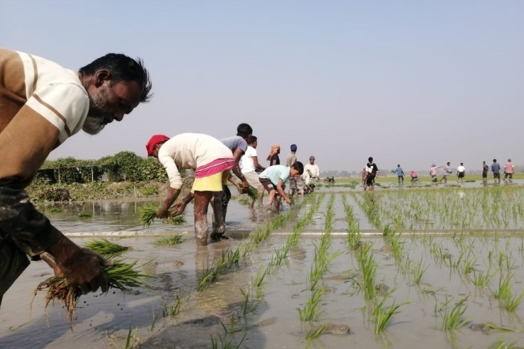 সুনামগঞ্জে ২ লাখ ২৩ হাজার ৪১০ হেক্টর জমিতে বোরো আবাদের লক্ষ্যমাত্রা নির্ধারণ