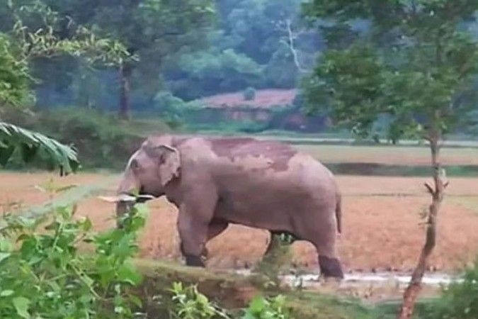 ঘরে ঢুকে বন্যহাতির আক্রমণ ঘুমন্ত শ্রমিক নিহত