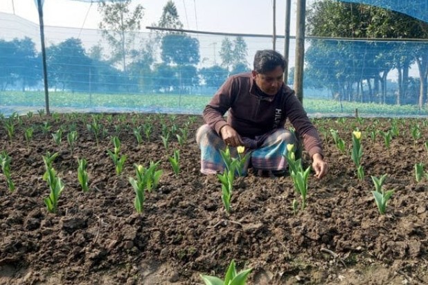 দিনাজপুরে প্রথম বারের মত চাষ হচ্ছে টিউলিপ ফুল ফোটার অপেক্ষায় এলাকাবাসী