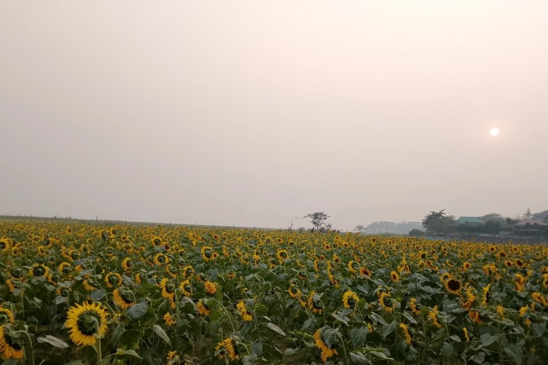 হাওরে জনপ্রিয় হয়ে উঠছে  সূর্যমুখী চাষ