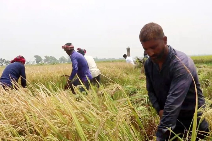 নওগাঁয় বোরো ধান কাটা শুরু : ভালো ফলন ও দামে খুশি কৃষক