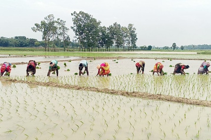ভরা বর্ষায় চারা লাগানোর উৎসব
