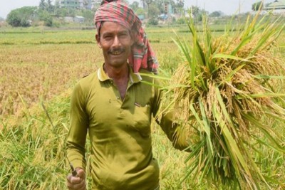 বৈশ্বিক সংকটেও খাদ্যে স্বয়ংসম্পূর্ণ বাংলাদেশ