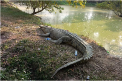 বঙ্গবন্ধু সাফারি পার্ক প্রথম কুমির ছানার জন্ম