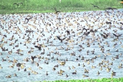 শরীয়তপুরের তুলসার বাওরসহ বিভিন্ন জলাশয় পরিযায়ী পাখিদের কলকাকলীতে মুখরিত