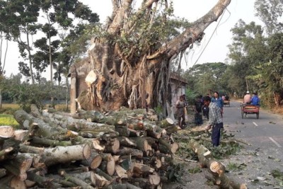 মহাসড়কের পাশে ৫৪১টি গাছ কেটে ফেলেছে দুর্বৃত্তরা