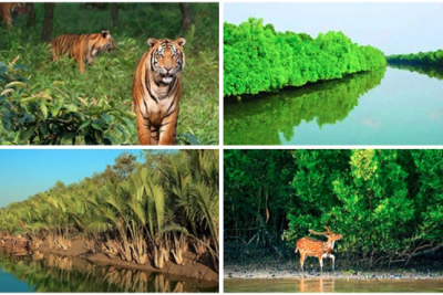 ‘বিশ্ব ভালোবাসা দিবসে সুন্দরবনকে ভালোবাসুন’