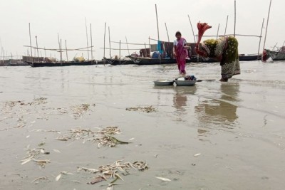 মেঘনা নদীতে মরে ভেসে উঠছে মাছ