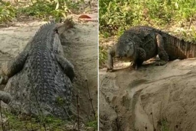 ফের ডিম দিয়েছে খানজাহান আলী দীঘির কুমির