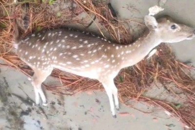 রেমালের পর দুবলার চরে ভাসছে মৃত হরিণ