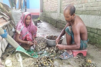 নড়াইলে বিলুপ্তির পথে বিল-খালের শামুক