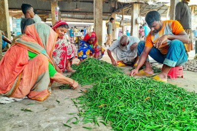 লালমনিরহাটে  কমতে শুরু করেছে কাঁচা মরিচের দাম