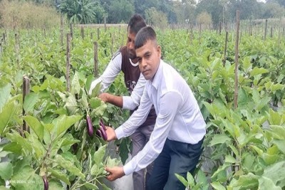 মালচিং পদ্ধতিতে চাষাবাদ করে সবজির বাম্পার ফলন পাচ্ছেন গোপালগঞ্জে কৃষকরা