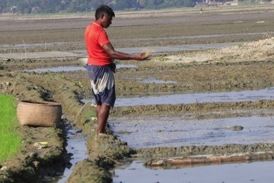 কিশোরগঞ্জে ৪০ হাজার কৃষক পাচ্ছেন বোরো বীজ