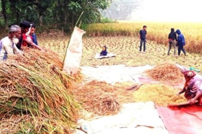 ভোলায় প্রাকৃতিক দুর্যোগ কাটিয়ে আমনের ভালো ফলন