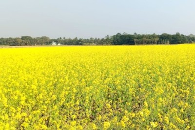 ঝিনাইদহে মাঠের পর মাঠ দুলছে সরিষার ডগা